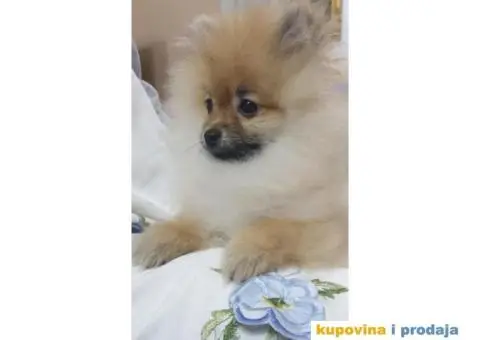 Prodajem štence POMERANACA - 2/4