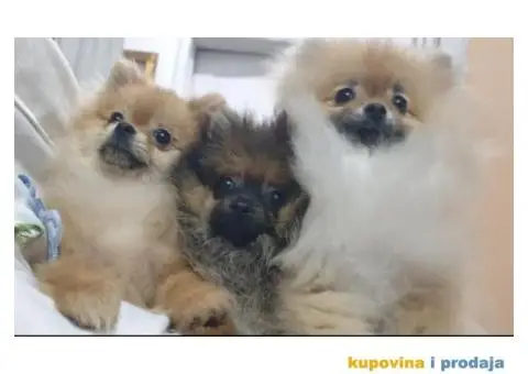 Prodajem štence POMERANACA - 3/4