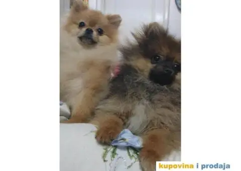 Prodajem štence POMERANACA - 4/4