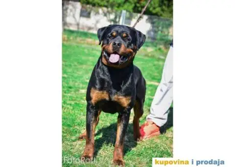ROTVAJLER muzjak slobodan za parenje - 1/4