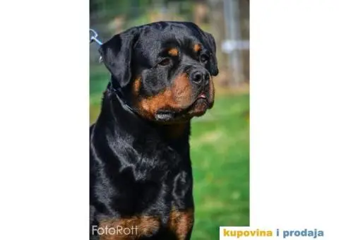 ROTVAJLER muzjak slobodan za parenje - 2/4