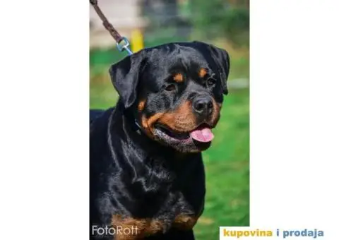ROTVAJLER muzjak slobodan za parenje - 3/4