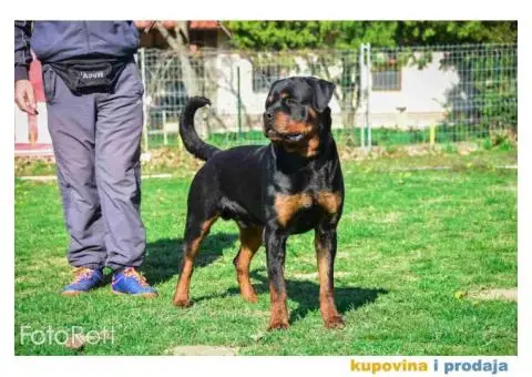 ROTVAJLER muzjak slobodan za parenje - 4/4
