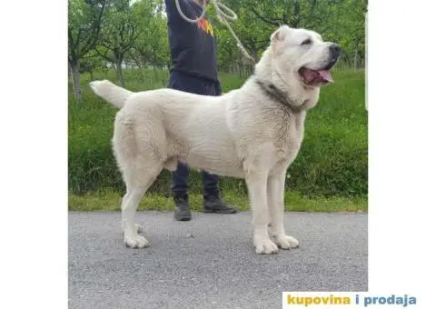 SREDNJEAZIJSKI OVCAR mlad muzjak od 14 meseci - 1/7