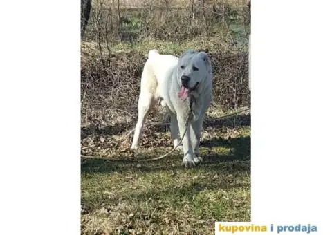 SREDNJEAZIJSKI OVCAR mlad muzjak od 14 meseci - 2/7