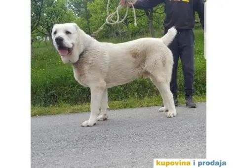 SREDNJEAZIJSKI OVCAR mlad muzjak od 14 meseci - 3/7