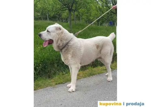 SREDNJEAZIJSKI OVCAR mlad muzjak od 14 meseci - 4/7