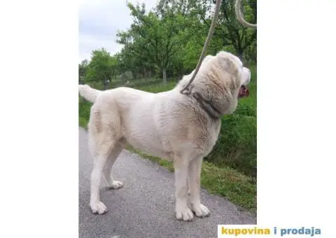 SREDNJEAZIJSKI OVCAR mlad muzjak od 14 meseci - 5/7
