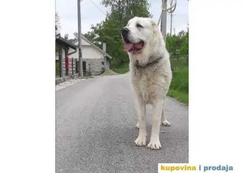 SREDNJEAZIJSKI OVCAR mlad muzjak od 14 meseci - 6/7