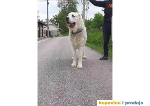 SREDNJEAZIJSKI OVCAR mlad muzjak od 14 meseci - 7/7