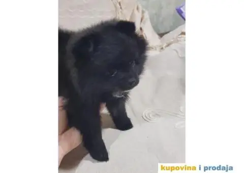 Stene POMERANSKOG SPICA - 1/3