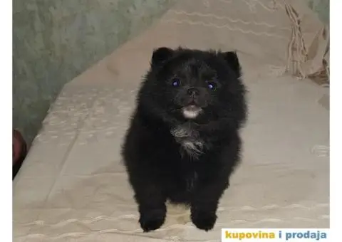 Stene POMERANSKOG SPICA - 2/3