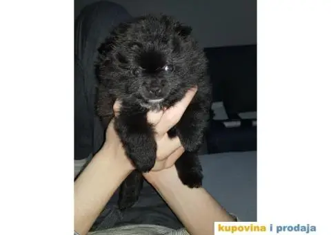 Stene POMERANSKOG SPICA - 3/3