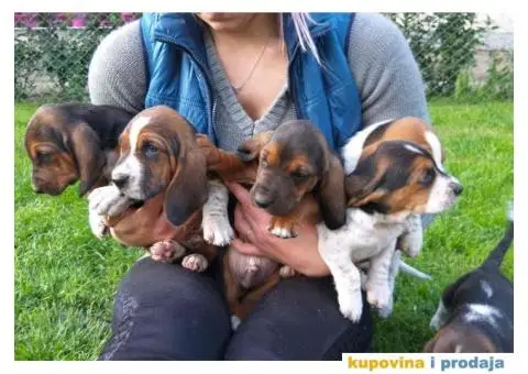 Americki BASET stenci na prodaju - 1/5