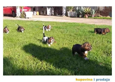 Americki BASET stenci na prodaju - 2/5