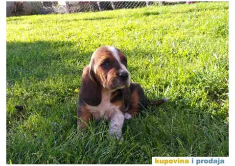 Americki BASET stenci na prodaju - 3/5