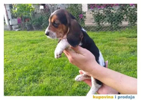 Americki BASET stenci na prodaju - 4/5