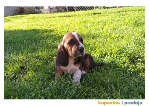 Americki BASET stenci na prodaju - 5/5