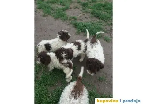 Lagoto romanjol - 1/5