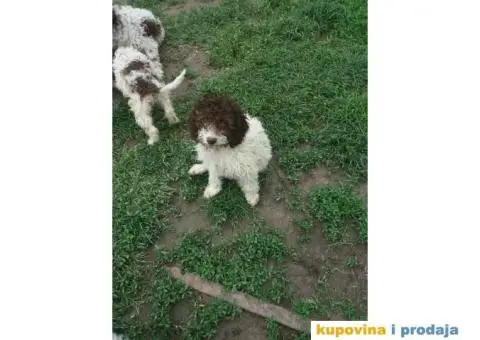 Lagoto romanjol - 2/5