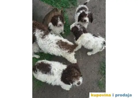 Lagoto romanjol - 3/5