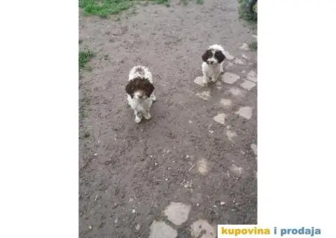 Lagoto romanjol - 4/5