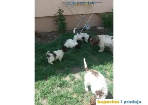 Lagoto romanjol - 5/5