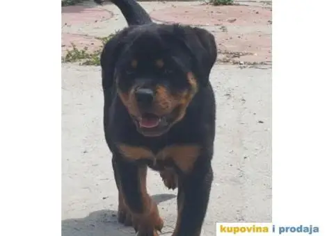 Vrhunski stenci ROTVAJLERA - 1/8