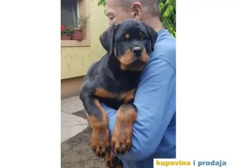 Vrhunski stenci ROTVAJLERA - 2/8