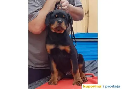 Vrhunski stenci ROTVAJLERA - 3/8