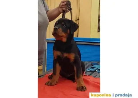 Vrhunski stenci ROTVAJLERA - 4/8