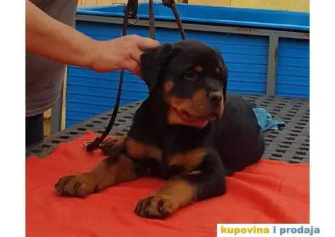 Vrhunski stenci ROTVAJLERA - 5/8