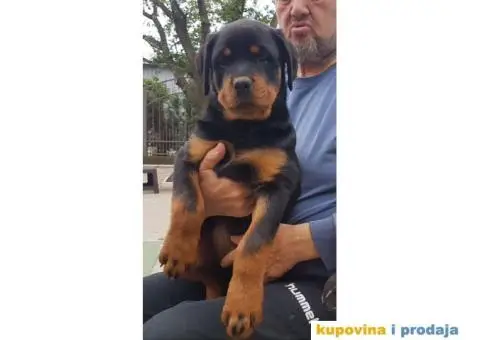 Vrhunski stenci ROTVAJLERA - 6/8