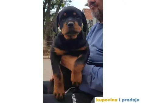 Vrhunski stenci ROTVAJLERA - 7/8