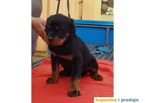 Vrhunski stenci ROTVAJLERA - 8/8