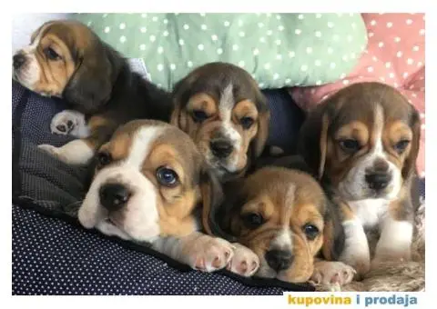 Stenci BIGLA vrhunskog porekla - 1/7