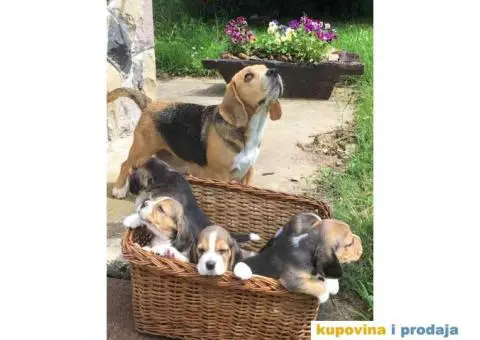 Stenci BIGLA vrhunskog porekla - 2/7