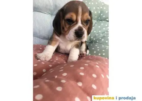 Stenci BIGLA vrhunskog porekla - 3/7