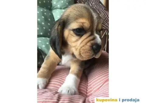 Stenci BIGLA vrhunskog porekla - 4/7