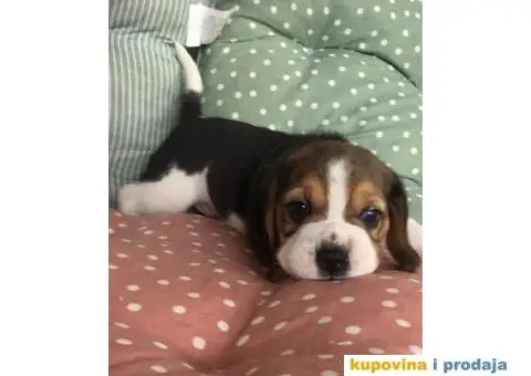 Stenci BIGLA vrhunskog porekla - 5/7