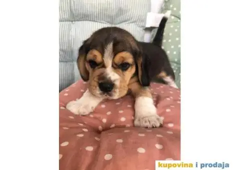 Stenci BIGLA vrhunskog porekla - 6/7