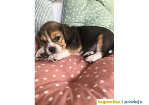 Stenci BIGLA vrhunskog porekla - 7/7