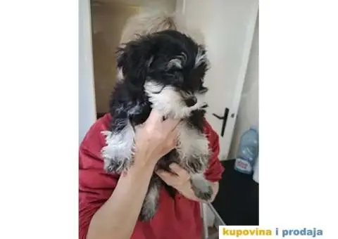 Patuljasti Šnaucer - 2/10