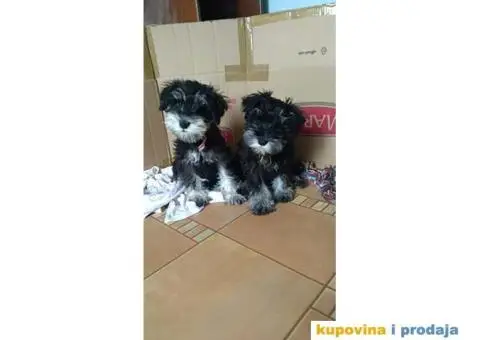 Patuljasti Šnaucer - 3/10