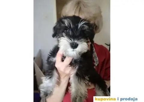 Patuljasti Šnaucer - 4/10