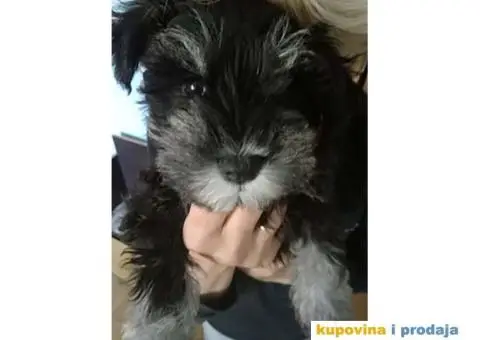 Patuljasti Šnaucer - 6/10