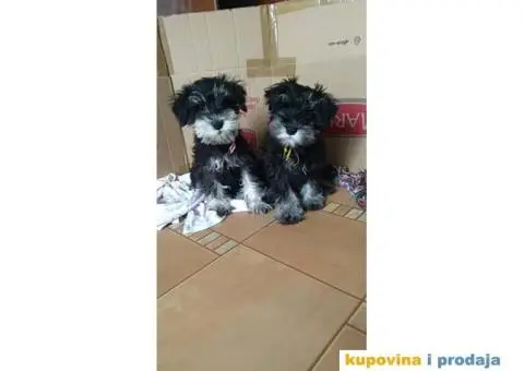 Patuljasti Šnaucer - 9/10