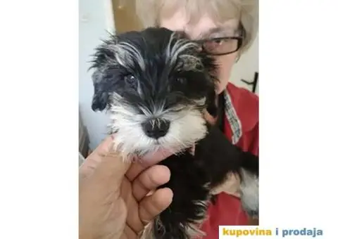 Patuljasti Šnaucer - 10/10