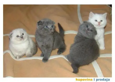 Škotski fold mače za prodaju - 1/3