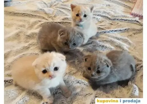 Škotski fold mače za prodaju - 2/3